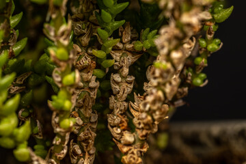 Close-up of a succulent plant with both fresh and dry leaves, symbolizing the life cycle