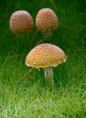 Three Small Mushrooms Growing in High Grass