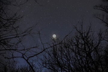 Full Moon on Evening Star Sky with Dark Tree Branches.