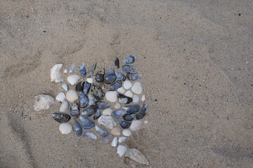 Verschiedene Muscheln im Sand an einem Nordsee Strand in Dänemark