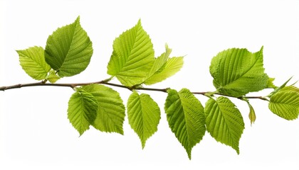 Obraz premium Vibrant Green Leaves On Branch Isolated On White