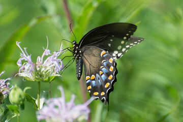 Butterfly 2020-94
Spicebush Swallowtail (Papilio Troilus)