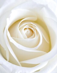 Close-up of a pristine white rose (3)