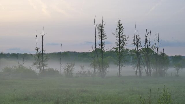 Landschaft, Nebelig, Morgen, Fr&uuml;hling, Erlensee, Hanau, Hessen, Deutschland, Europa