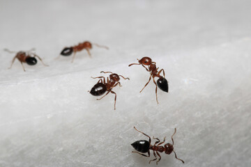 Black carpenter ant macro photo	