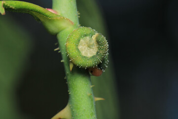 bruco mangia rose caterpillar macro photo	