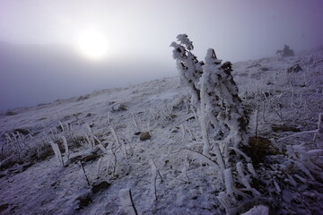 Frosted Alpine Plants and Flowers in Snow-Covered Mountains