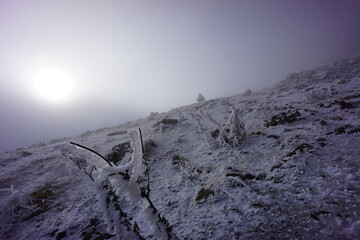 Frosted Alpine Plants and Flowers in Snow-Covered Mountains