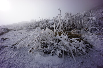 Frosted Alpine Plants and Flowers in Snow-Covered Mountains