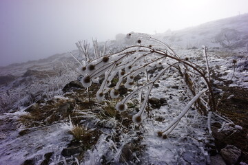 Frosted Alpine Plants and Flowers in Snow-Covered Mountains