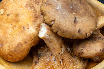 Close-up of fresh, raw wild mushrooms in a wooden bowl, food concept