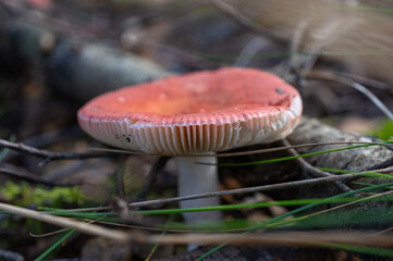 Red-capped wild mushroom with white gills growing on forest floor among pine needles and twigs.