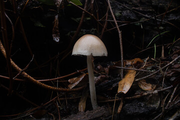 Hongo blanco creciendo en otoño