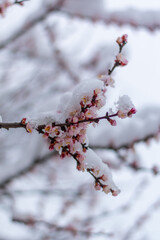 Snow covered plum blossom branch in winter