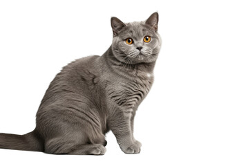 Obraz premium A majestic fluffy grey British Shorthair cat with vibrant orange eyes, elegantly poised next to a minimalist white ceramic pet bowl on a transparent studio background, commercial pet product
