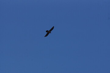 Bird of Prey Circling over Photographer against Blue Sky
