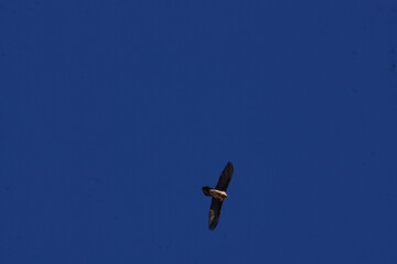 Bird of Prey Circling over Photographer against Blue Sky