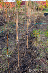 A newly planted row of young fruit trees in an orchard demonstrates the early stages of orchard...