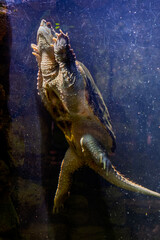 Snapping turtle in the water