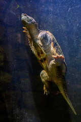 Snapping turtle in the water