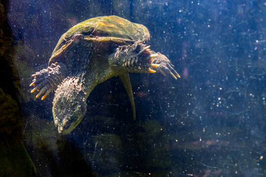 Snapping turtle in the water