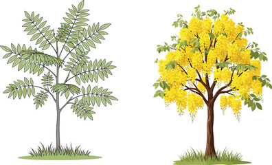 Beautiful illustration of tropical green leafy tree and golden yellow flowering tree with seasonal blossoms, botanical nature vector design for decoration