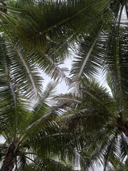 Fototapeta premium Palms 