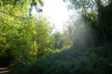 Fototapeta premium Sunlit green woodland trees and lush foliage with dappled light on a forest path at Oakham Nature Reserve, Mansfield, Nottinghamshire, England.