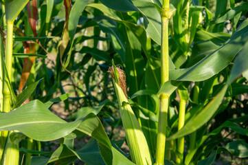Tall corn plants thrive in a sunny agricultural field with vibrant green leaves, showcasing developing ears and healthy growth