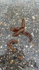 Natures Slime A Fascinating CloseUp of Slugs on Wet Ground and Their Environment