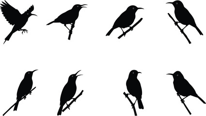 Vector illustration of bird silhouettes perched on branches and flying, black isolated wildlife animal shadow artwork design collection for nature themes.