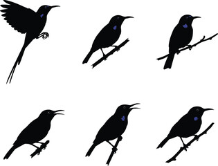 Vector illustration of perched and flying bird silhouettes with long tails and branch details, black isolated wildlife animal shadow artwork collection.