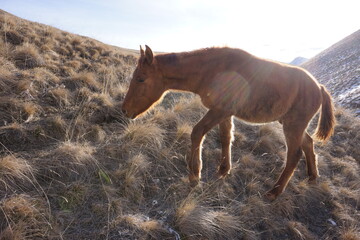 Horses Walking in the Caucasus Mountains