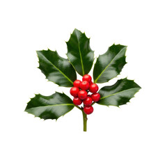 Pristine holly sprig with deep dark green leaves, vivid red berries, natural symmetry, isolated on a seamless transparent background with soft, even studio lighting, no shadows, 45-degree view,