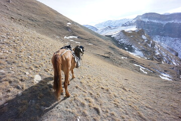 Horses Walking in the Caucasus Mountains