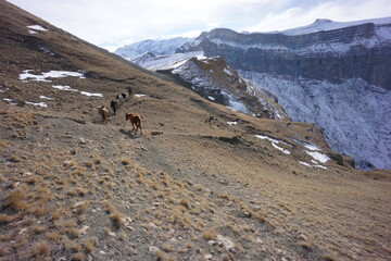 Horses Walking in the Caucasus Mountains