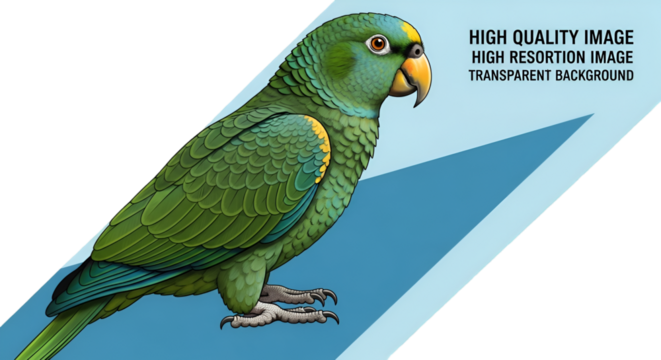Detailed Illustration of a Green Amazon Parrot