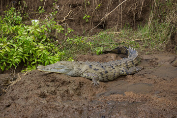 Crocodile resting on the bank of Rio Grande de Tarcoles  - the River in Puntarenas province, Costa Rica, Central America