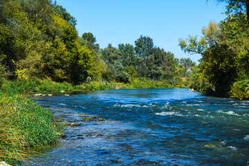 Obraz premium River flowing through a lush green forest on a sunny summer day