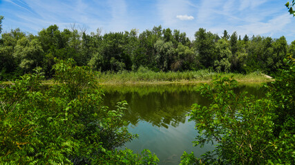 Fototapeta premium River flowing through a lush green forest on a sunny summer day