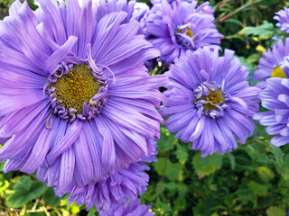 purple chrysanthemums in the garden