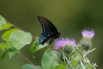 Butterfly 2017-192
Pipevine swallowtail (Battus philenor)