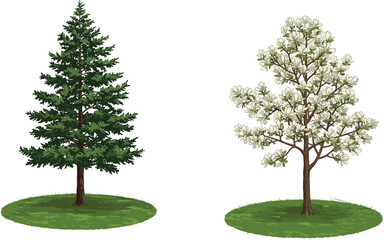 Beautiful realistic illustration of evergreen pine tree and blooming white magnolia tree on green grass,