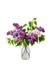 Vibrant purple, pink, white lilac branches with green leaves in a clear glass vase, isolated on a transparent background. Concept of elegant product presentation