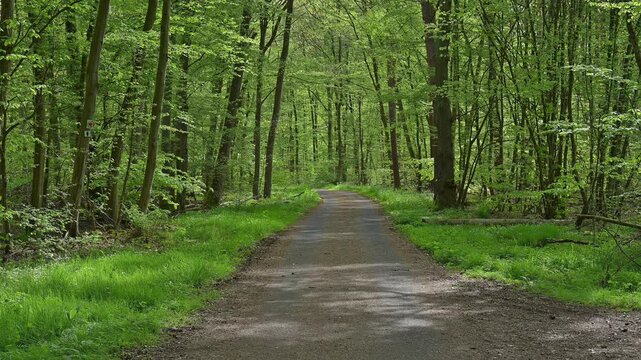 Waldweg, Buchenwald, Fr&uuml;hling, Naturschutzgebiet Bulau, Erlensee, Hanau, Hessen, Deutschland, Europa