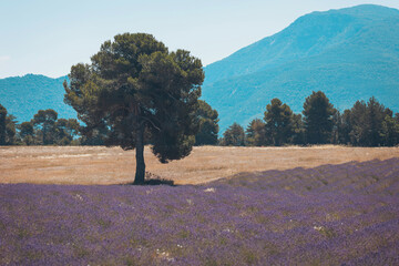 Lavender fields stretch beneath a bright blue sky, with a solitary tree standing tall against...