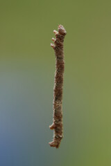 Caterpillar Inchworm Macro Side View