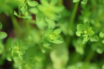 Fresh Green Bedstraw Plant with Dew Drop in Spring Macro