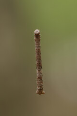 Caterpillar Inchworm Macro Top View