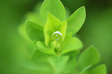 Dew Drop On Plant Macro